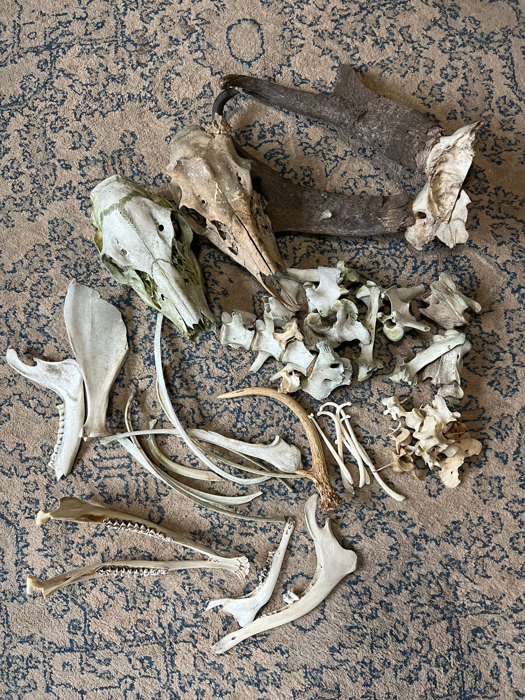 Nature Cleaned Bones