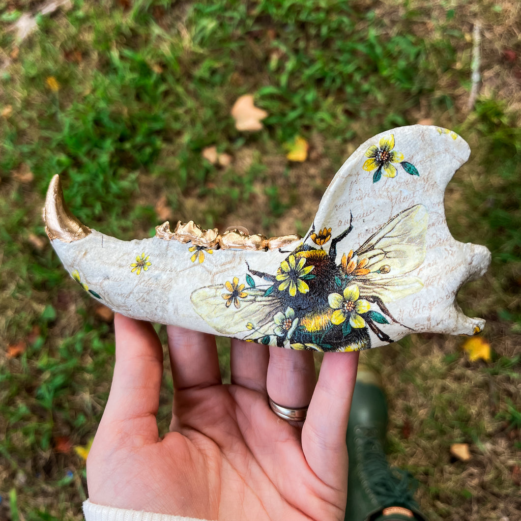 Bear Jawbone