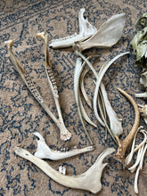 Load image into Gallery viewer, Nature Cleaned Bones
