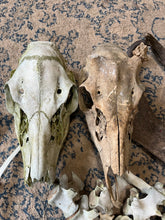 Load image into Gallery viewer, Nature Cleaned Bones
