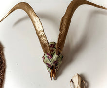 Load image into Gallery viewer, Ram Skull

