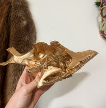 Load image into Gallery viewer, Partial Cow Skull
