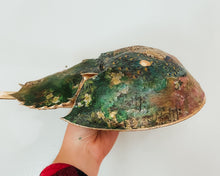 Load image into Gallery viewer, Horseshoe Crab
