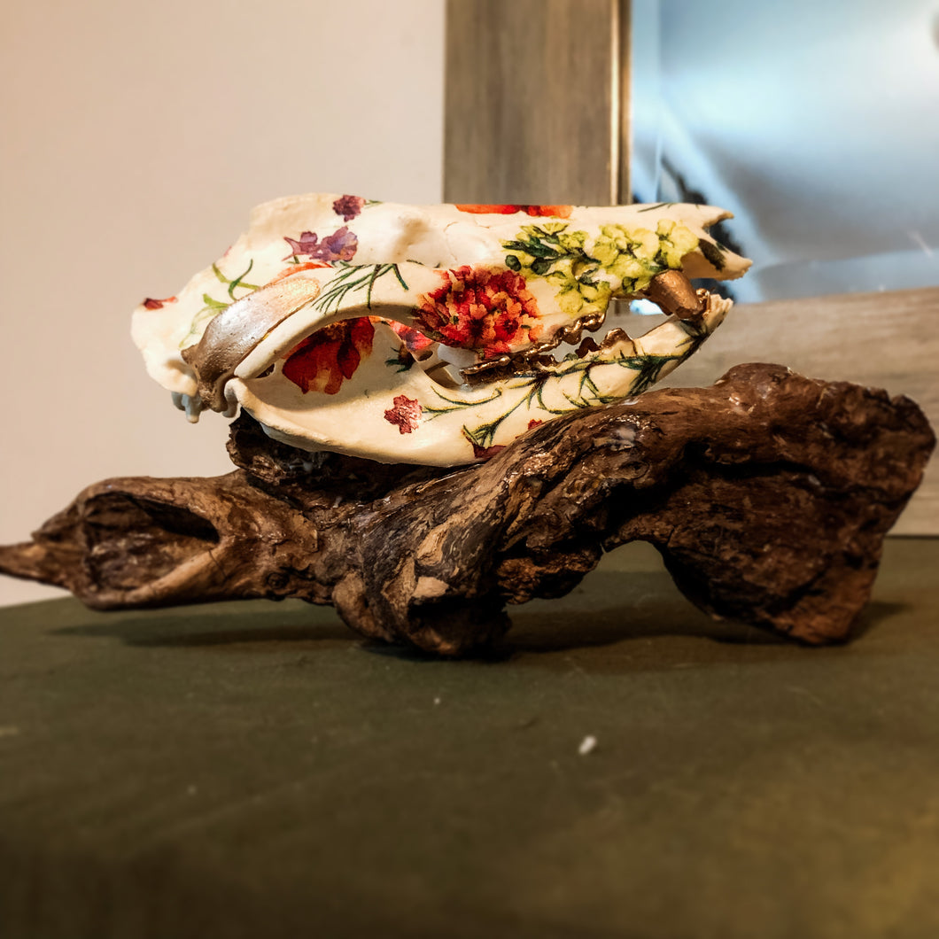 Opossum Skull